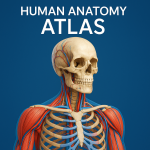Human Anatomy Atlas
